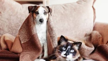 Animales de compañía&nbsp;en invierno: cuándo el abrigo es una necesidad y no una moda.