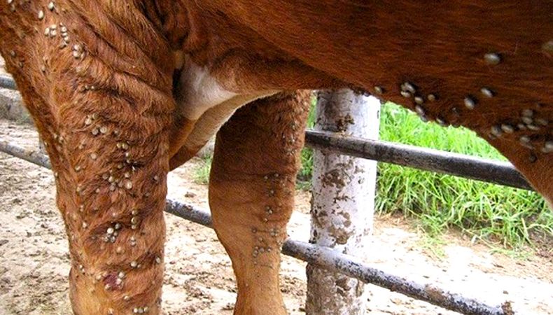 Garrapatas: uno de los principales desafíos sanitarios y productivos de la ganadería uruguaya.