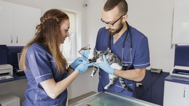 Abril celebra la vocación de la profesión veterinaria.