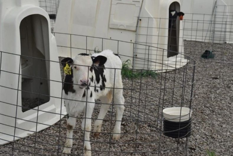 El estudio destaca la necesidad de un enfoque individualizado en la cría y manejo de los terneros.