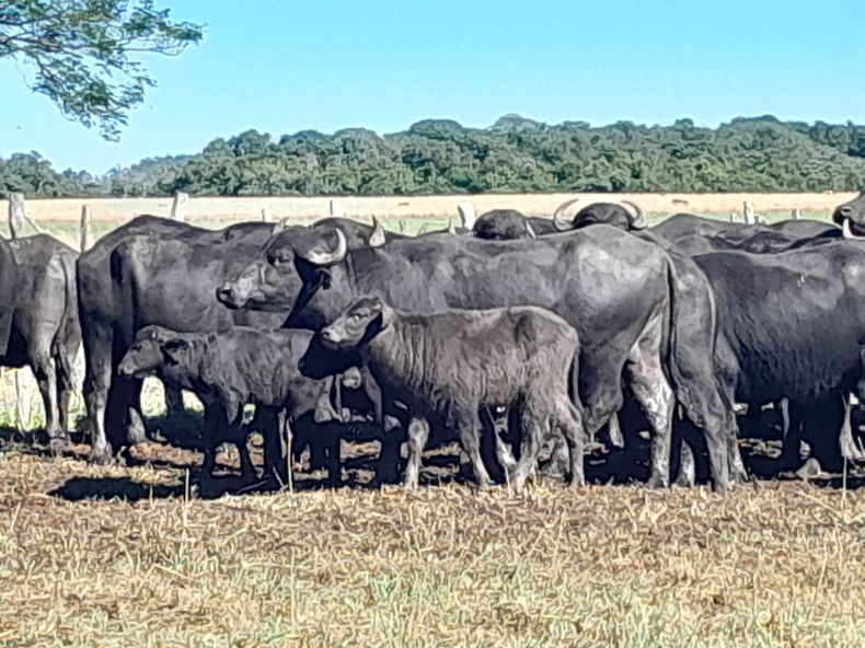 Muchas reglamentaciones de Senasa incluyen a los búfalos dentro de sus planes sanitarios.