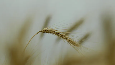 Se espera que nuevas lluvias aporten al repunte del trigo.