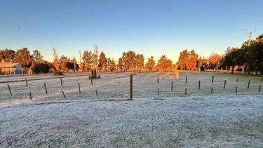Con estas temperaturas, las emergencias del trigo van a tardar más. Los nacimientos van a tomar unos 15 días después de la siembra, señalaron desde la BCR.