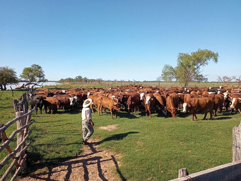 Bienestar Animal a la vanguardia
