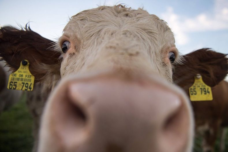 Vaca loca.jpg