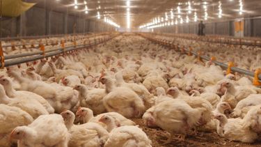 El Día de la Avicultura se estableció en conmemoración a los primeros productores suizos que se asentaron en Entre Ríos.