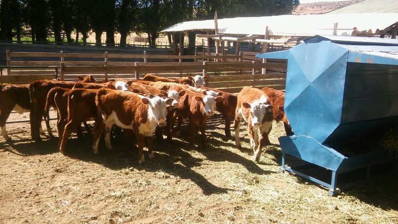 La capacitación estará a cargo de especialistas en manejo e infraestructura ganadera.