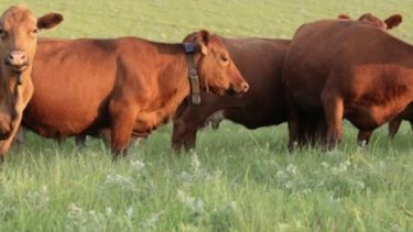 Agtech optimiza el pastoreo bovino con cercas virtuales y collares.