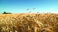 Las condiciones climáticas adversas postergan la siembra de trigo en el país, afectando las proyecciones de la campaña agrícola.