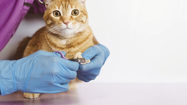 Motivar | Felinos.jpg