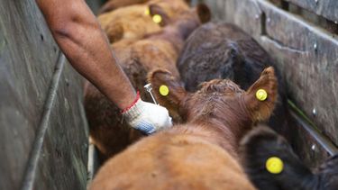 El CVPBA sólo exigirá el certificado de vacunación  obligatoria contra el carbunclo. El CVPBA sólo exigirá el certificado de vacunación  obligatoria contra el carbunclo.