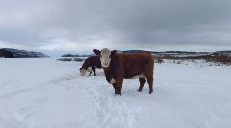 Es fundamental garantizar el bienestar animal en los establecimientos productivos durante el invierno.