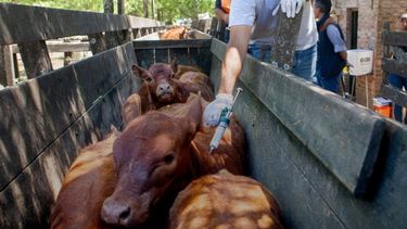 La vacunación antiaftosa es una de las principales estrategias de prevención a nivel nacional.