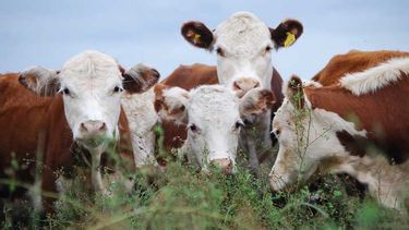 Claves para avanzar contra la parasitosis bovina.