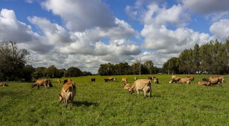 Los métodos de prevención son diferentes de acuerdo a las zoonosis.