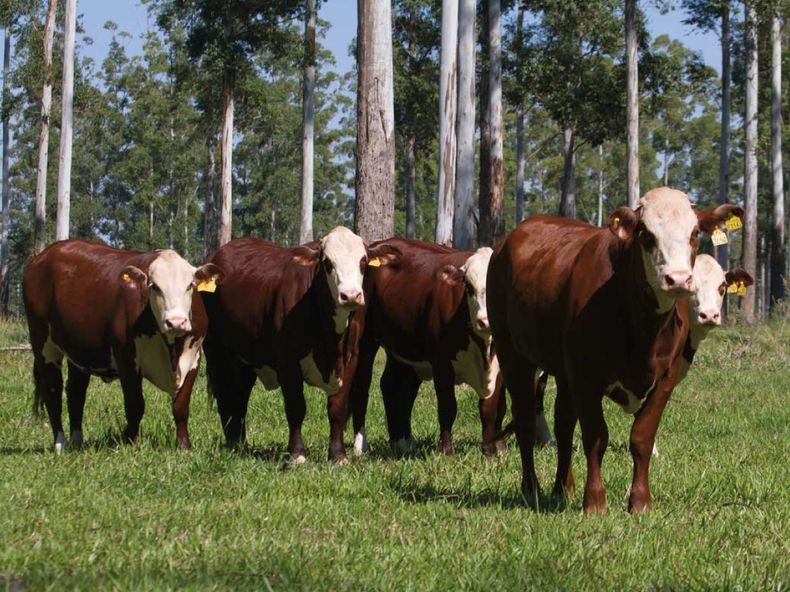 ¿Cómo producen los más grandes productores de bovinos?