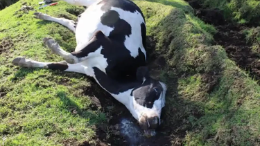 Bioseguridad. Es fundamental gestionar los cadáveres mediante un protocolo.