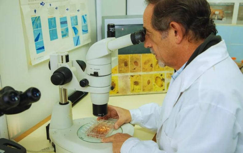 Ovinos. El estudio está a cargo de un equipo del Instituto de Patobiología Veterinaria perteneciente al Centro de Investigación en Ciencias Veterinarias y Agronómicas del INTA﻿.