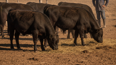 Estabilidad y forrajes impulsan recría bovina en mercados ganaderos.