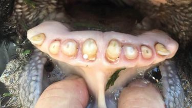 Motivar | Facio 1.jpg