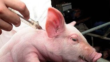 Aujeszky: ¿cuánto cuesta sanear un establecimiento porcino?