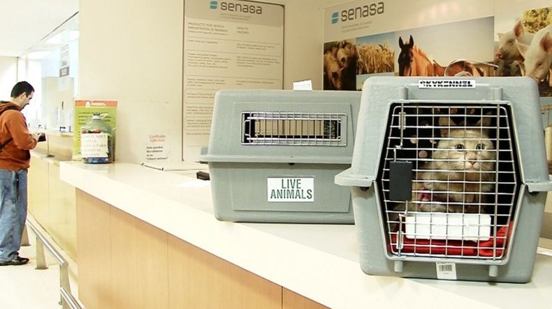 Requisitos para el traslado seguro de animales de compañía.