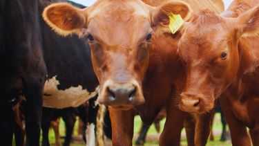 Lacalidad de las carnes de los bovinos resulta de la combinación de los factoresambientales, económicos y sociales.