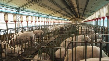 Porcinos: nuevo destino industrial en el sudeste asiático.