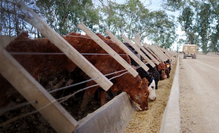 ¿En qué situación están los feedlot en Argentina?&nbsp;&nbsp;