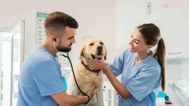 En Argentina, el día de los veterinarios se conmemora cada 8 de agosto.