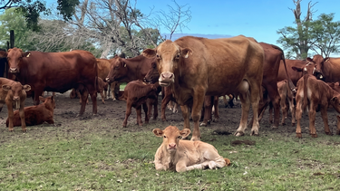 Lote de vacas y terneros del Establecimiento El Cambacito, donde se realiza la investigación.