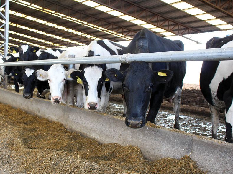 Vacas tambo Biotay.jpg