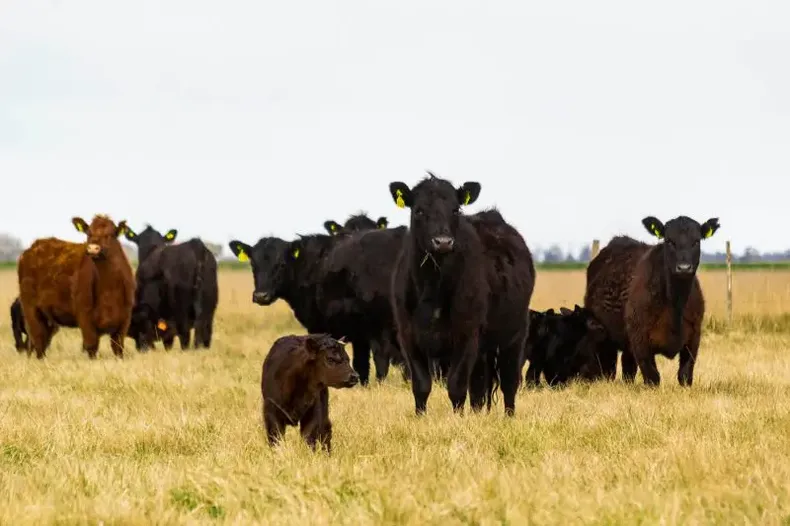 La certificación europea de bienestar animal beneficiará la producción agropecuaria nacional que busca este tipo de diferenciación.