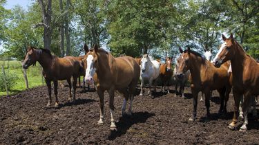 Senasa modificó el movimiento de equinos por el territorio nacional de acuerdo a los animales que estén o no vacunados con Encefalomielitis Equina.