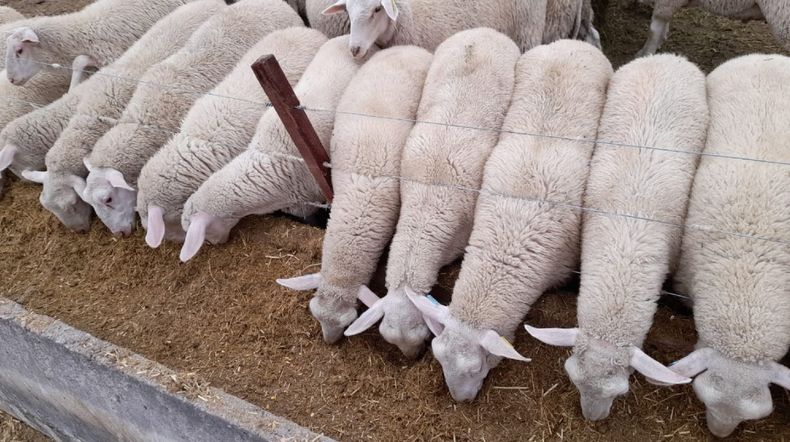 Existen herramientas yestrategias que se pueden utilizar para monitorear la salud y el comportamientode los ovinos.