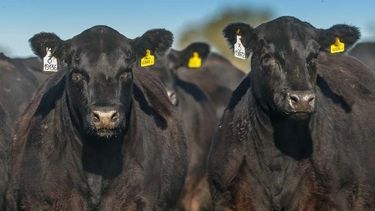 La jornada del IPCVA incluirádisertaciones de especialistas y tres salidas a campo.