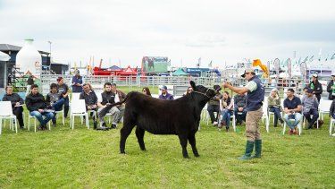 Bustillo llamó a fortalecer la ganadería con el impulso de Angus.