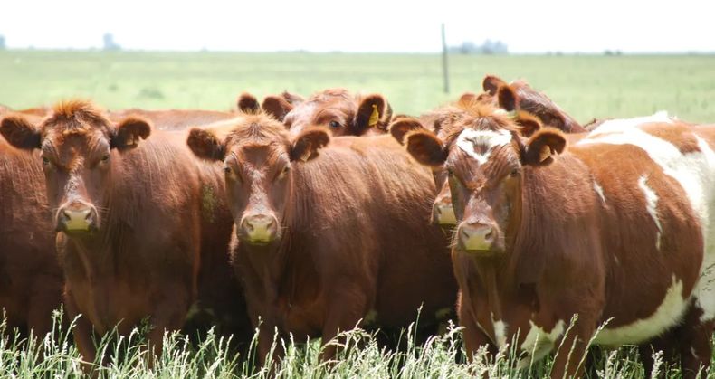Biotecnologías aplicadas a la reproducción bovina, eje del nuevo curso del IPCVA.