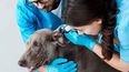 Probiótico: estudio para inhibir patógenos de otitis en perros.