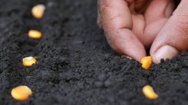 La tregua climática permitió que la siembra de maíz temprano arranque y ya cubra unas 60.000 has.