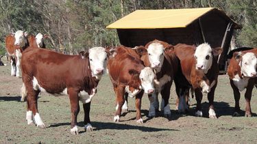 El destete precoz no solo beneficia a los terneros, sino a las madres.