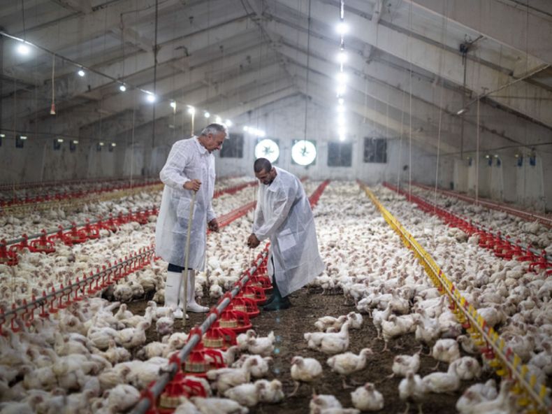 Influenza aviar en Brail.