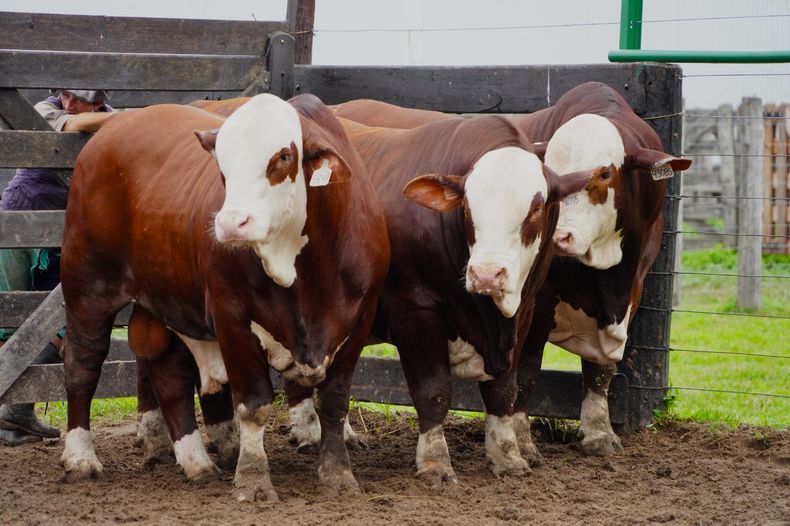 Ejemplares Braford de alto valor genético en plena jura.