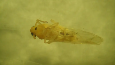 Leptodelphax maculigera, conocida comúnmente como chicharrita africana.