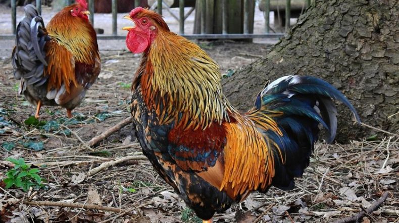 El último brote detectado de influenza aviar ocurrió en aves de traspatio.