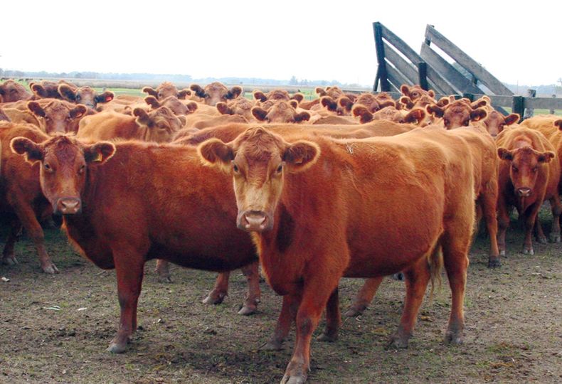 Foto animales 1.jpg