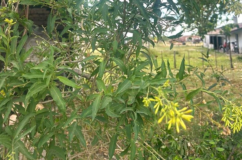 A falta de alimento, los bovinos comieron la planta tóxica.