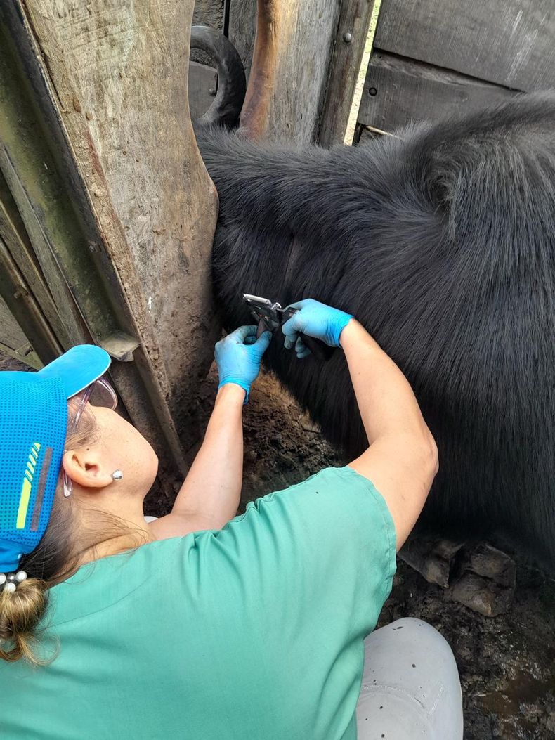 La MV Irina Martínez durante la toma de muestras para brucelosis y diagnóstico de tuberculosis en Corrientes. La MV Irina Martínez durante la toma de muestras para brucelosis y diagnóstico de tuberculosis en Corrientes.