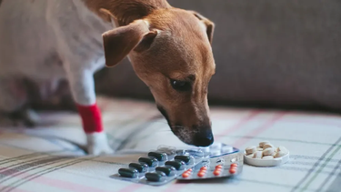 La automedicación en perros y gatos representa una de las principales causas de emergencias toxicológicas más severas y recurrentes en las clínicas veterinarias.