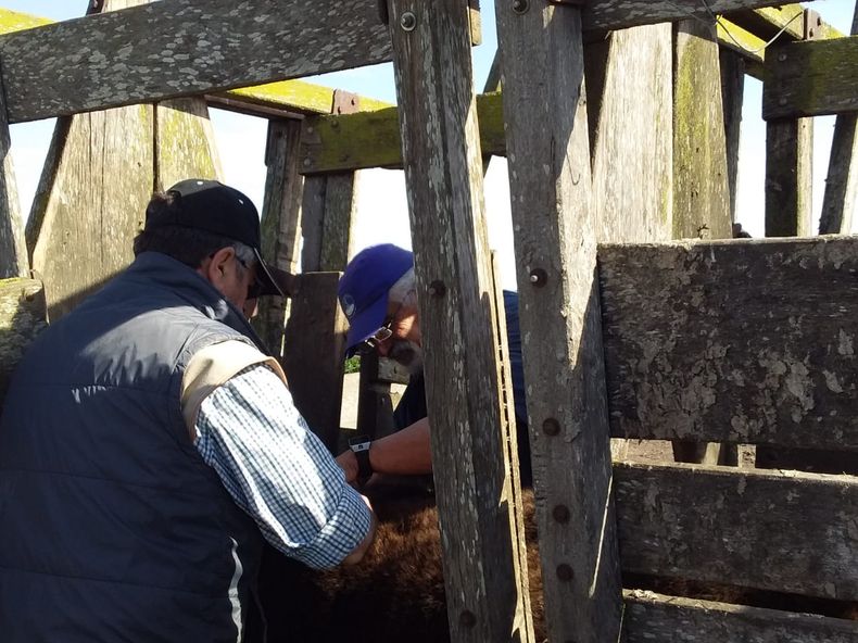 El impacto productivo de la parasitosis bovina depende de las condiciones de manejo de cada establecimiento, el diagnóstico y control implementado.